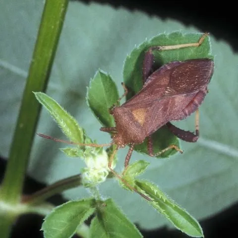 thumbnail for publication: Coreid Bug, Leaf-Footed Bug, Euthochtha galeator (Fabricius) (Insecta: Hemiptera: Coreidae)